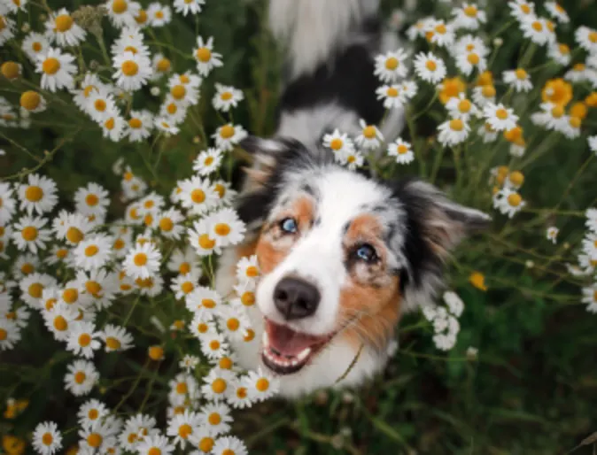 Australian Shepard Flowers